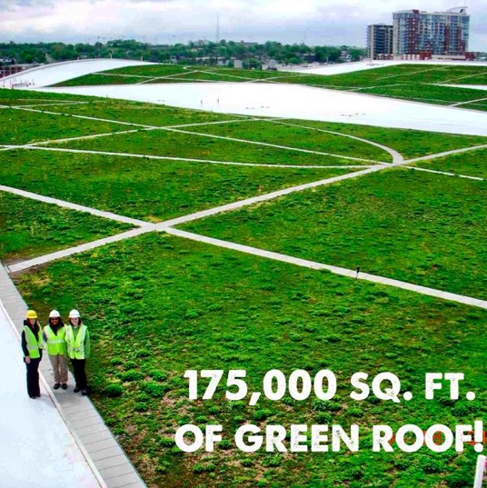 MCC Green Roof.jpg