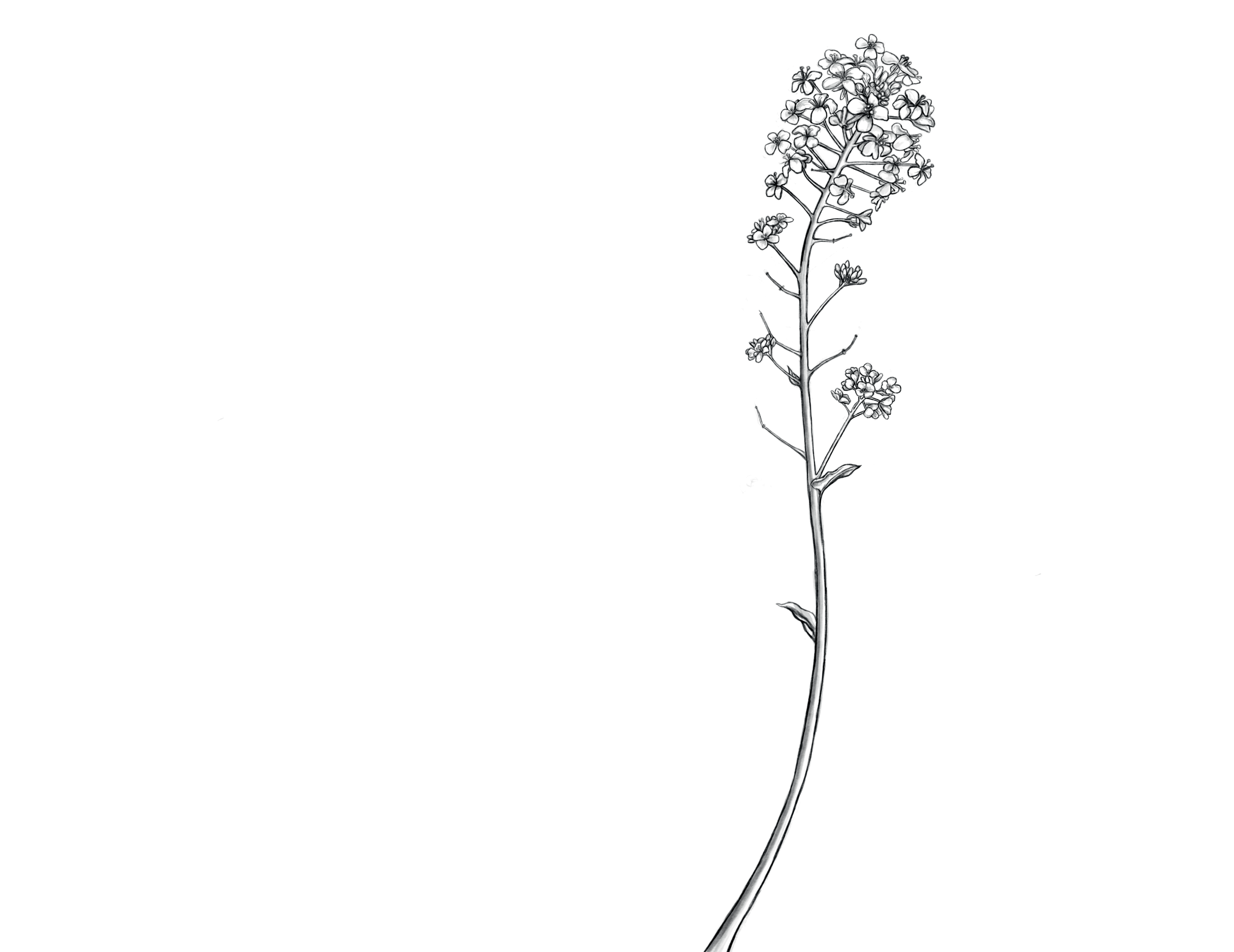 candle-label-simplifiedfloweronly2.png