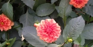 image_placeholder.jpg