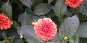 placeholder_photo.jpg
