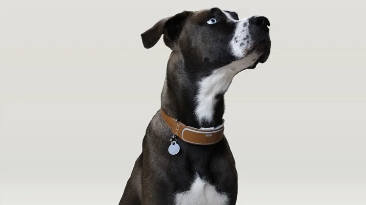 Link Collar 1.jpg
