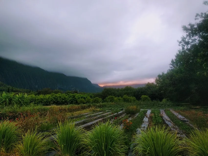 end of july farm.jpg