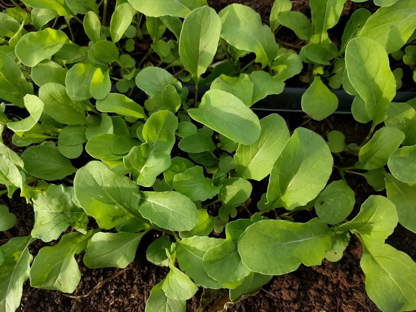 arugula.jpg