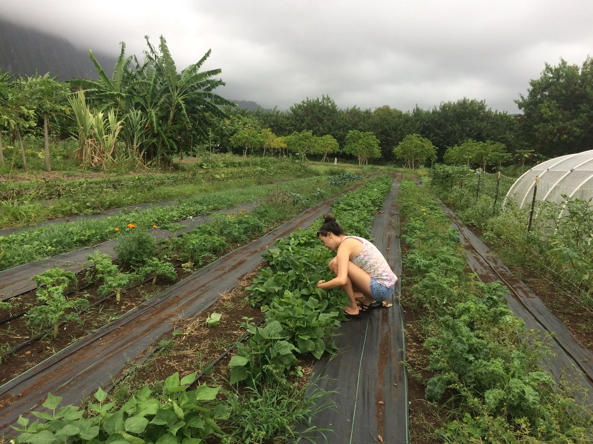 nat picking beans.jpg