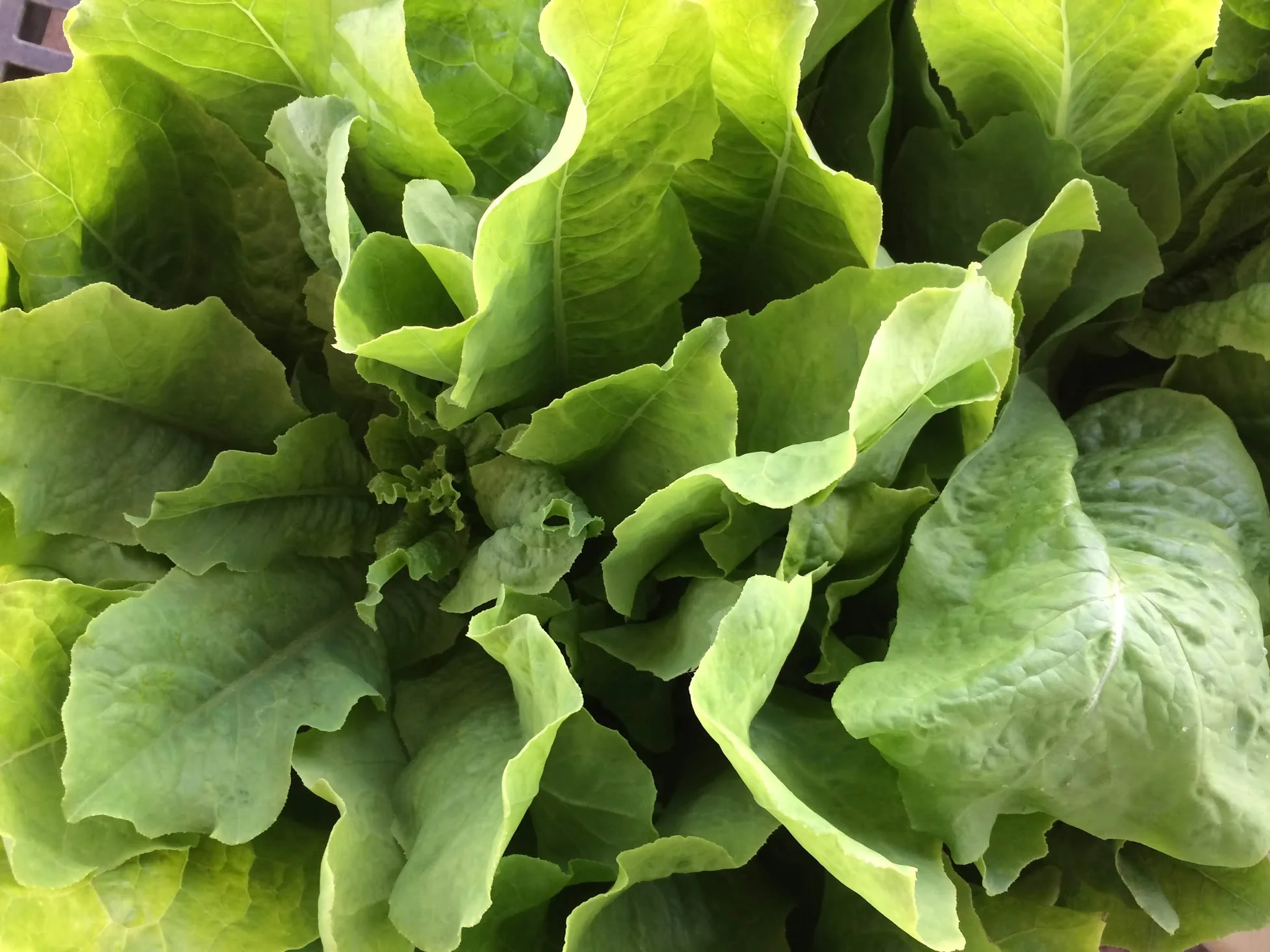 celtuce.jpg