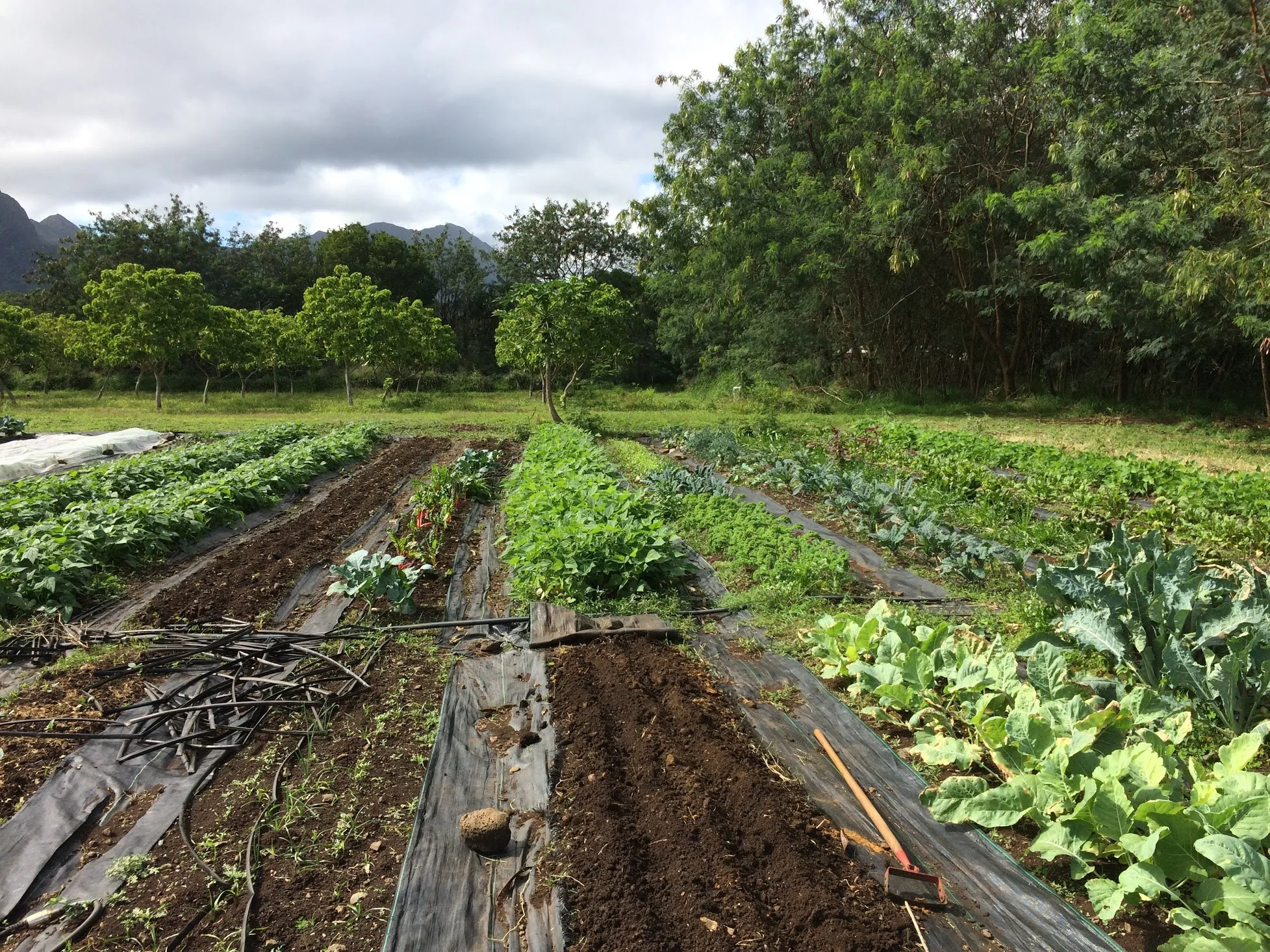 farm feb12.jpg
