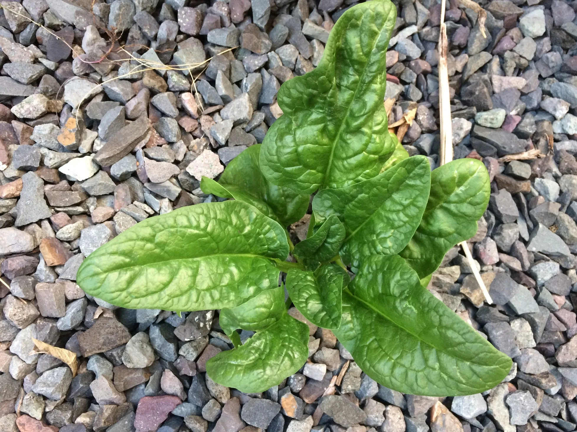 Spinach