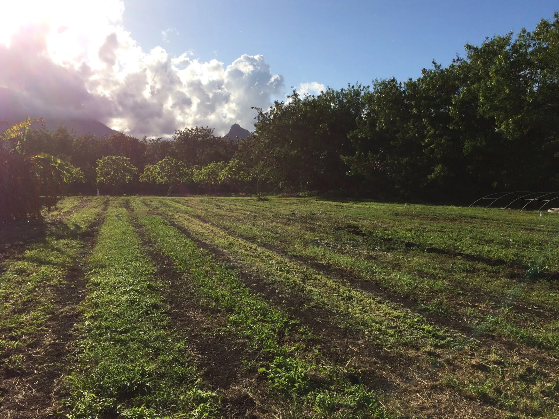 empty field 2.jpg