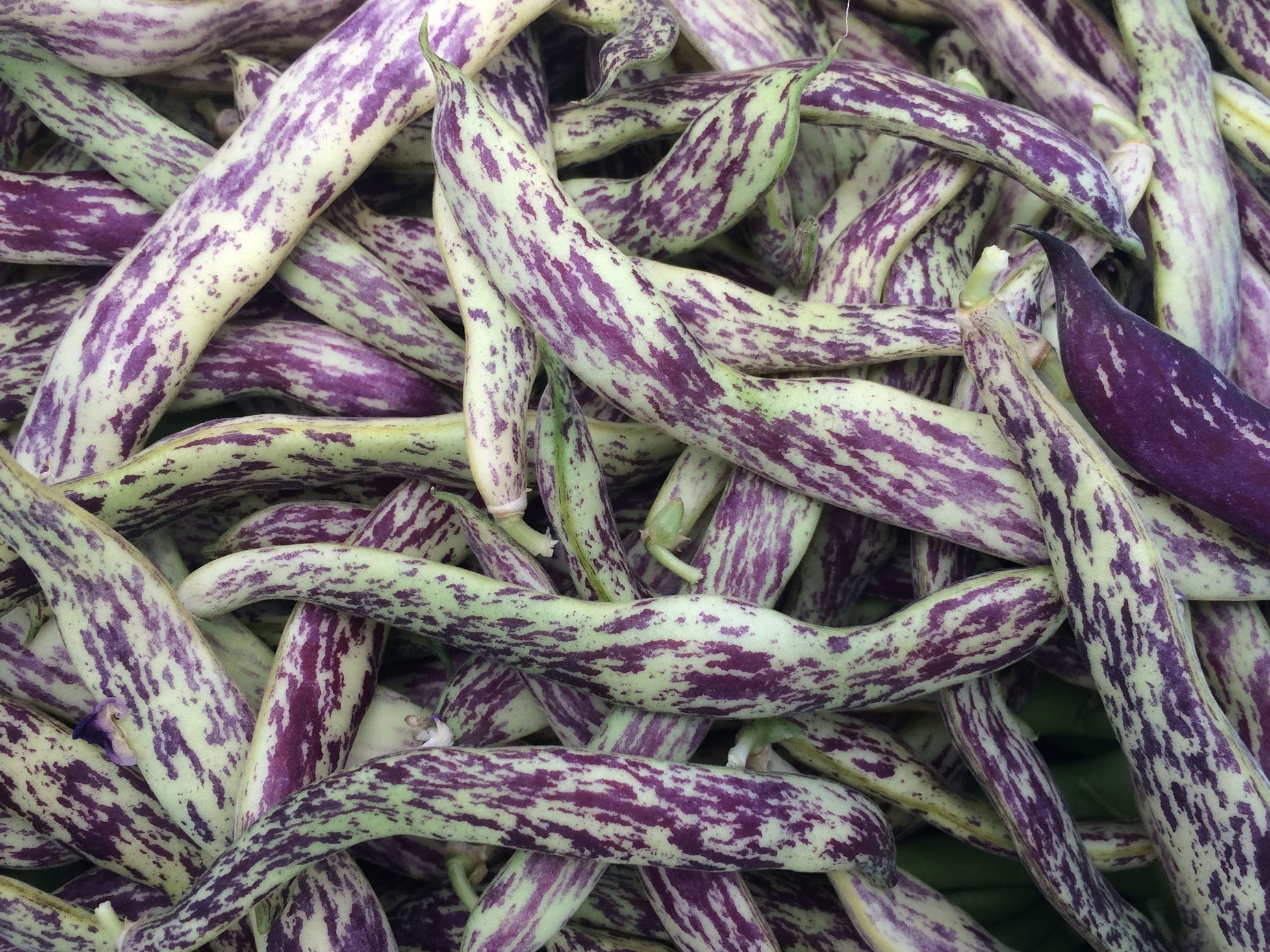 dragonbeans.jpg