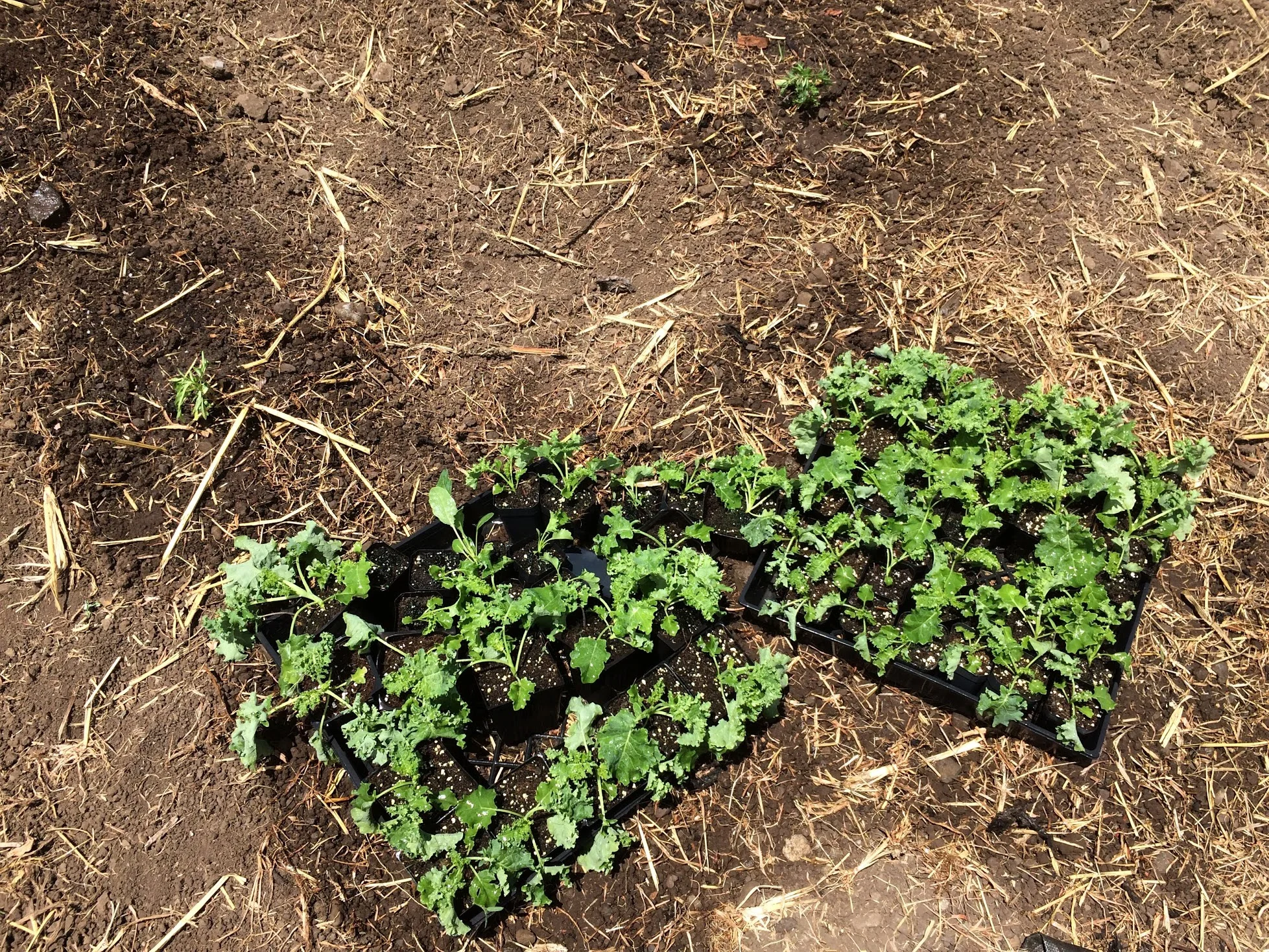 kale.jpg