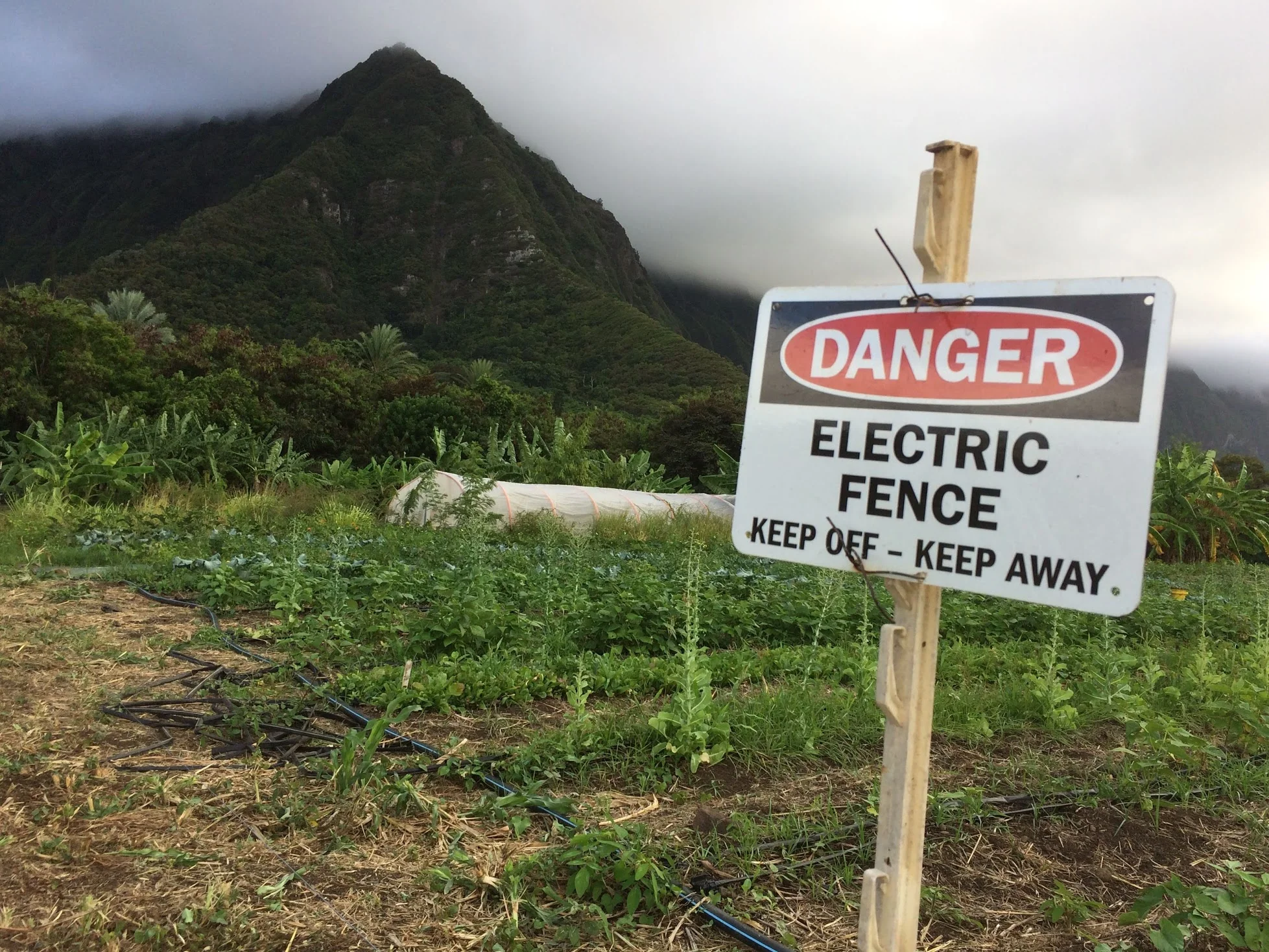 electric fence.jpg