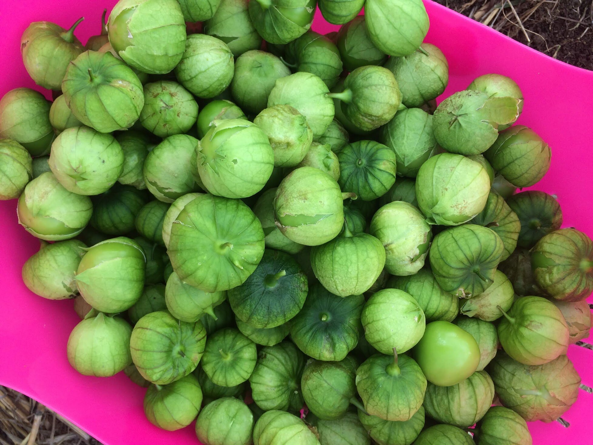 tomatilos.jpg