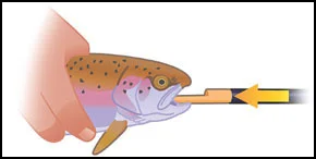 1. Grip the fish firmly with one hand and gently slide the spoon into the trout’s mouth until you feel the resistance of its stomach.