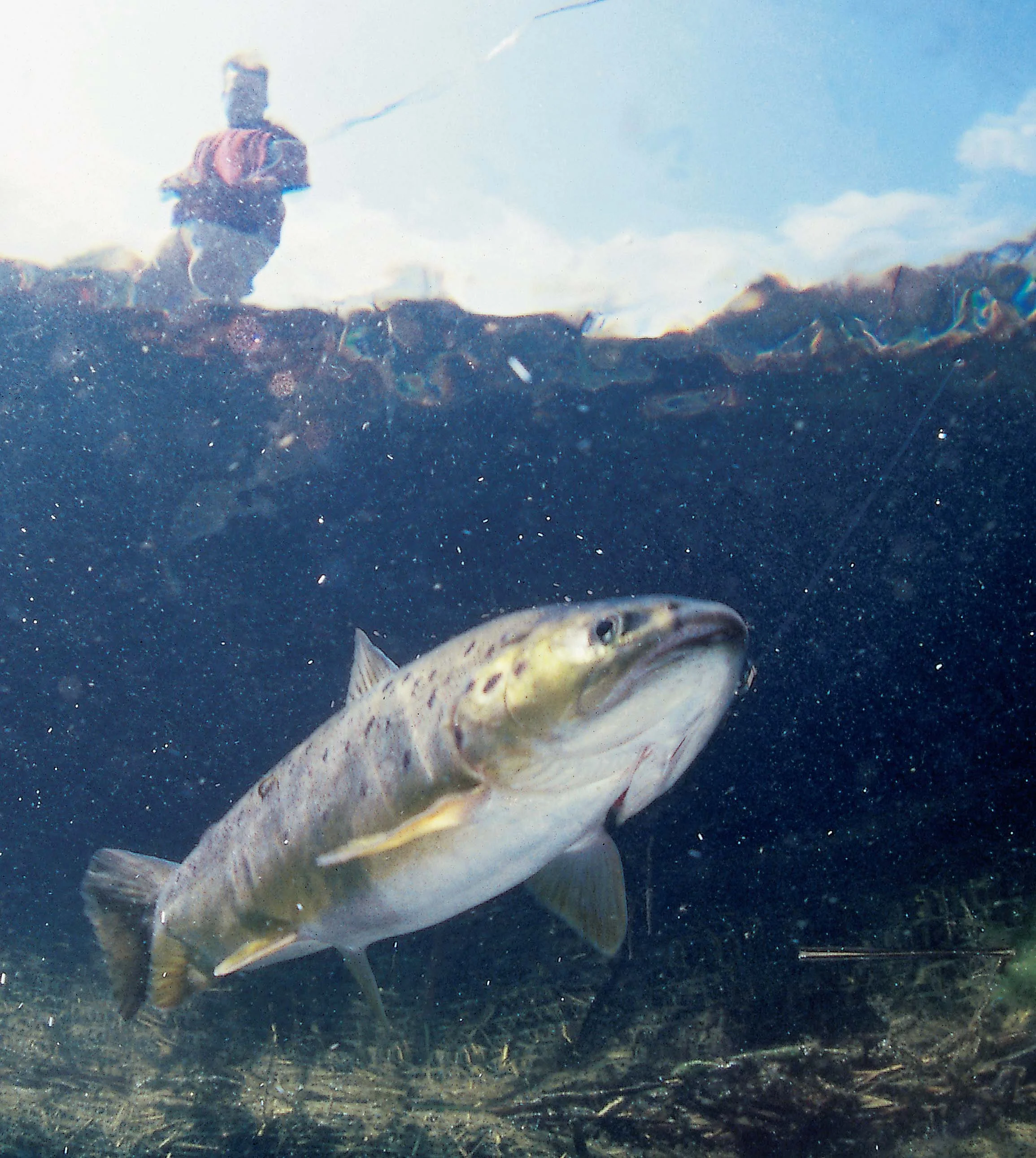 Trout%20main%20image%20copy.jpg