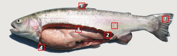 freshly-stocked-rainbow.jpg