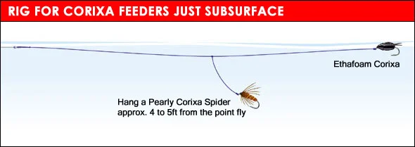 Corixa_rig_3.jpg