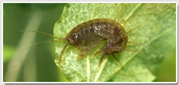 960143-freshwater-shriiiimp.jpg