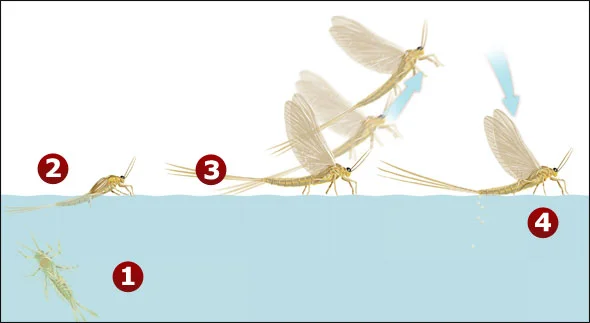 olive-lifecycle.jpg