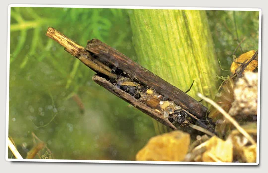 caddis.jpg