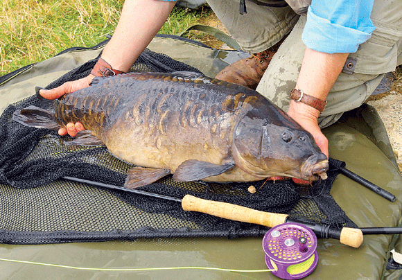 Holding-carp.gif