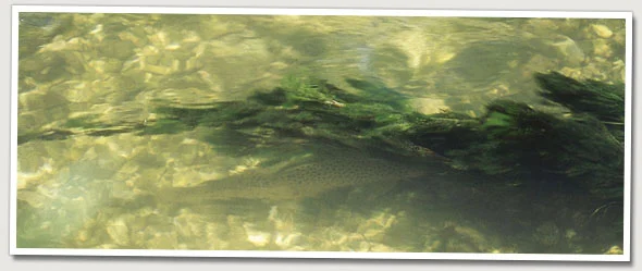 spottingfish.jpg