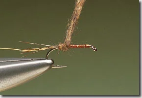 March-Brown-pic-3.jpg