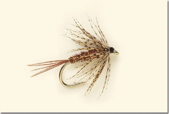 Endrick-Spider-final.jpg