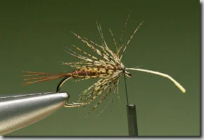 Endrick-Spider-pic-10.jpg