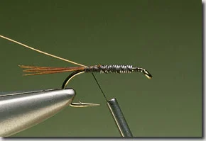 Endrick-Spider-pic-3.jpg