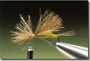OLIVE-DUN-7.jpg