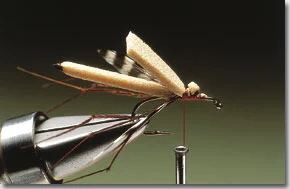 daddy-longlegs-5.jpg
