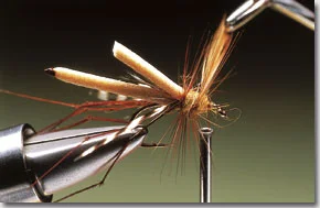 daddy-longlegs-7.jpg