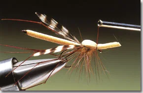 daddy-longlegs-8.jpg