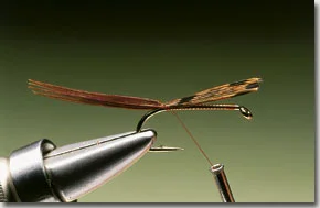 dab1.jpg