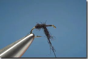 cdc_gnat-1-1.jpg