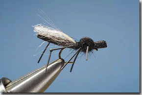 hawthorn_fly-12-1.jpg