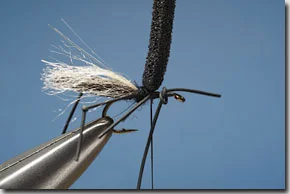 hawthorn_fly-8-1.jpg