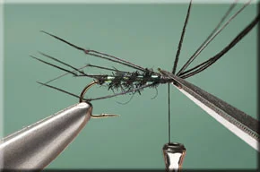 black_hopper-5-1.jpg