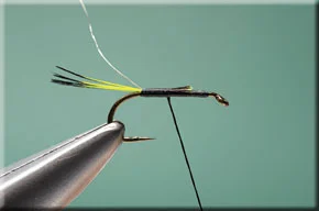 pennell_nymph-3-1.jpg