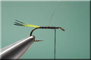pennell_nymph-4-1.jpg