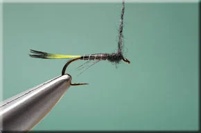 pennell_nymph-7-1.jpg