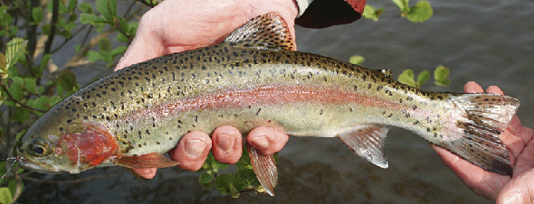 rainbow-trout.gif