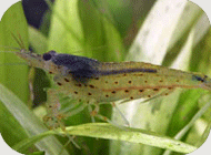 shrimp.gif
