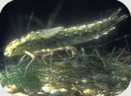 caddis-larvae.gif