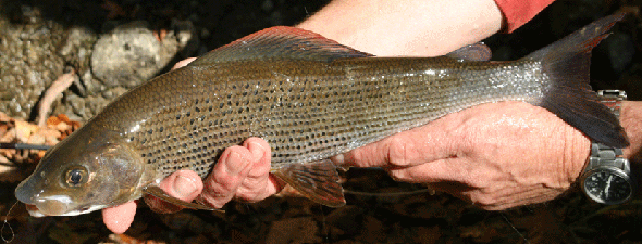 grayling.gif