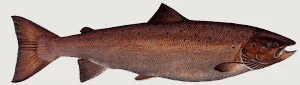 © Atlantic Salmon Trust