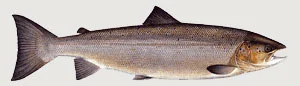 © Atlantic Salmon Trust