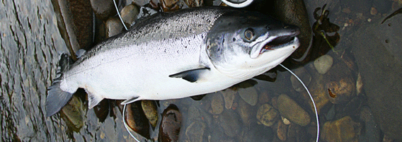 salmon1.gif