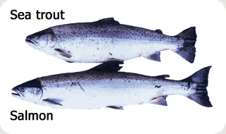 © Atlantic Salmon Trust