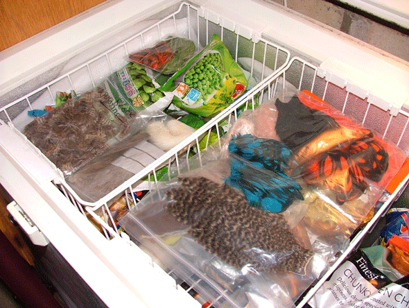Freezer.gif